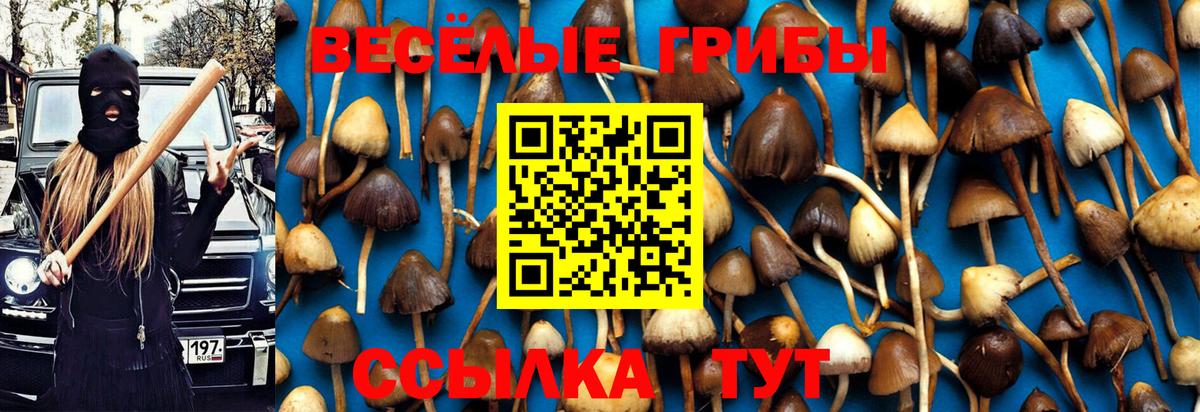 Псилоцибиновые грибы Cubensis Дербент